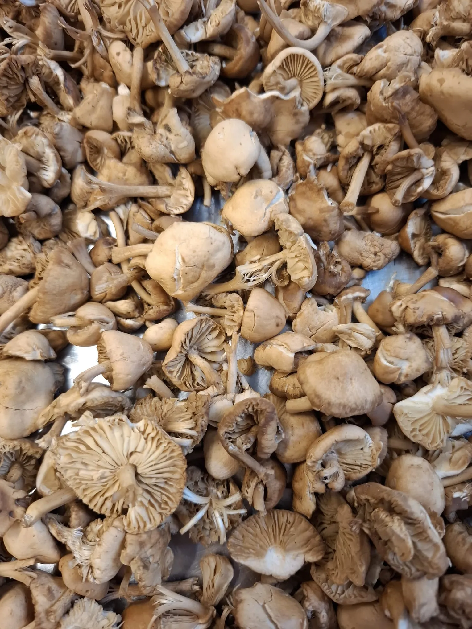 Chanterelles cueillies en forêt