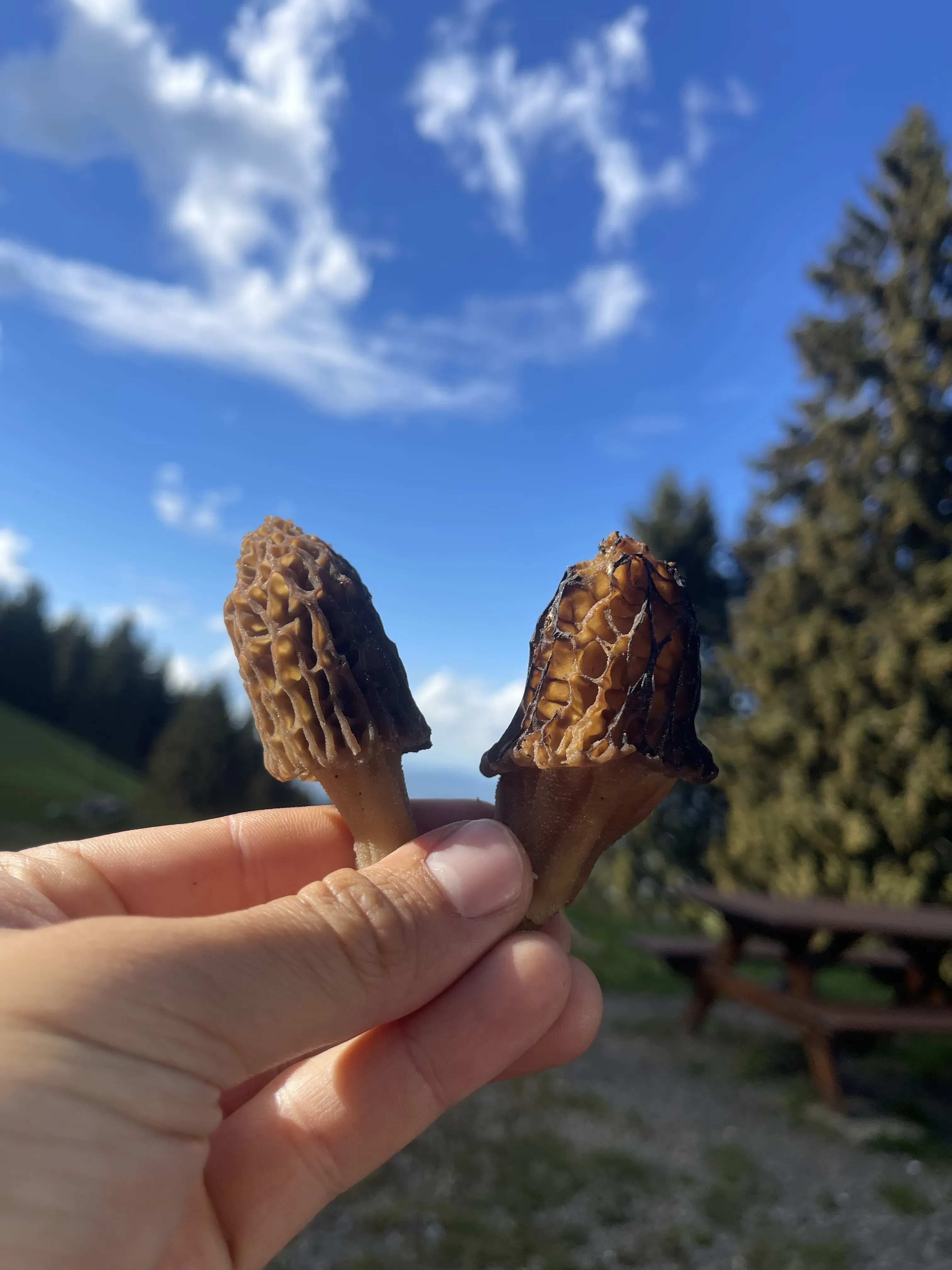 Cueillette en sous-bois