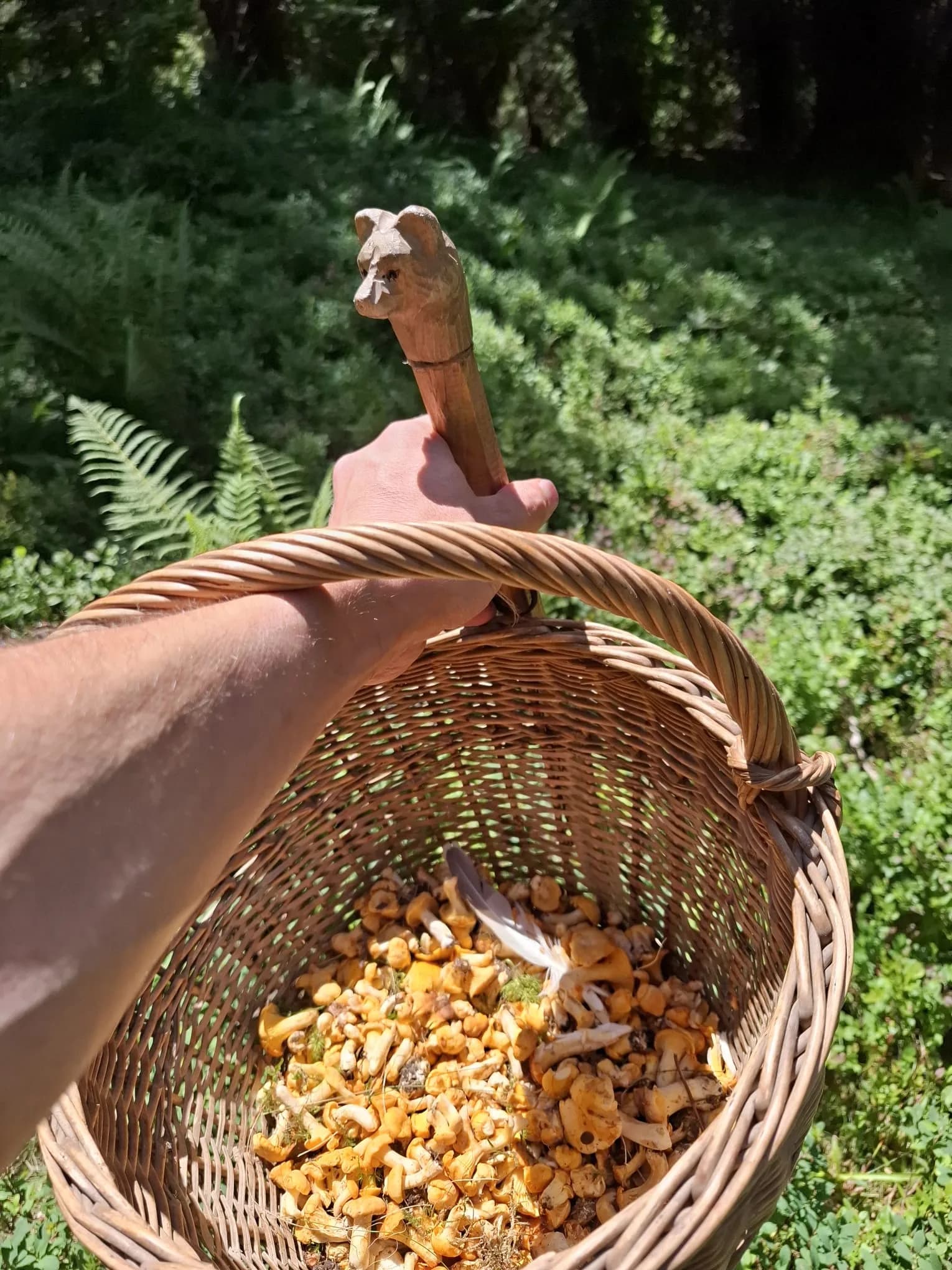 Chanterelles cueillies en forêt